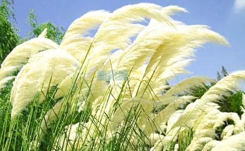 《人是能思想的芦苇》教案(苏教版高二必修) 教案教学设计