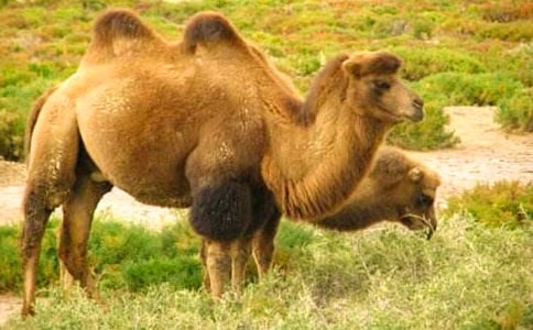 �����պ���˵�θ�