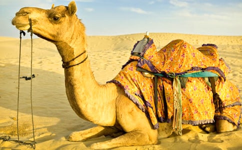 �������ա���ѧ��˼15ƪ