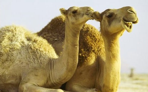 Сѧ���꼶���ģ�����