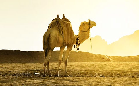 《找骆驼》教学反思(15篇)