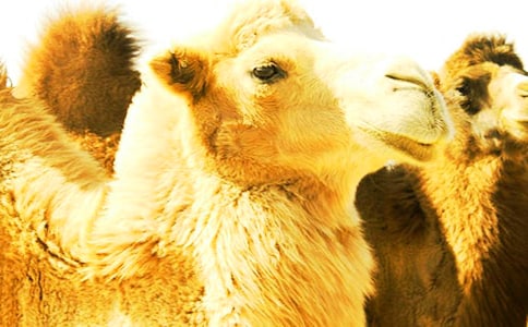 ����Ѱ����(��������) �̰���ѧ���