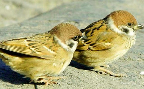 갿˼ҡ����Ϊ������ȸ������