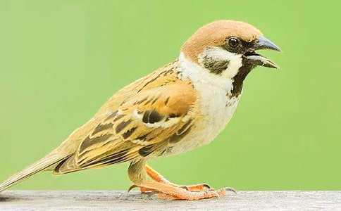 麻雀 教案教学设计