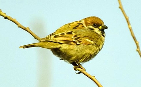 ��ȸ��ѧ��˼