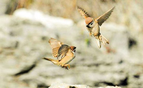 ����ȸ����ѧ��˼