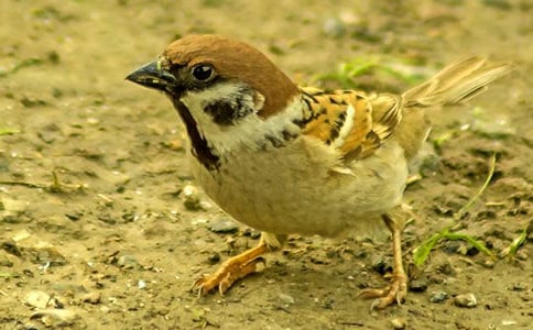 ��ȸһ�εĽ�ѧ��˼