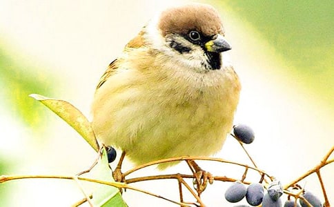 《小麻雀》教案3篇