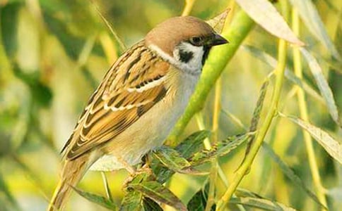 ��ȸ��ѧ��˼15ƪ