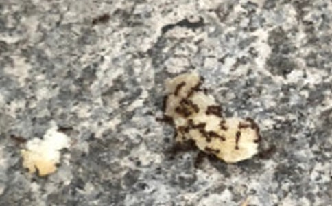 ����Сѧ���ġ���Ʒ15ƪ��