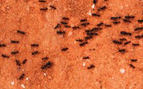 С������С���ϰ����ѧ��˼��