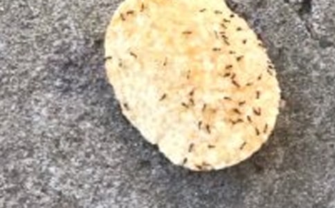 ����Сѧ����(��ѡ)