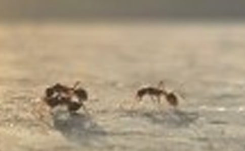 �а�̰������͵�С���ϡ�