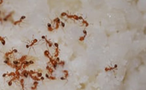 《蚂蚁和蝈蝈》教案(大全13篇)