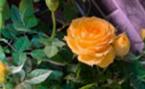 关于玫瑰的日记