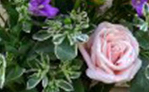 无语的玫瑰--想起玲(网友来稿)