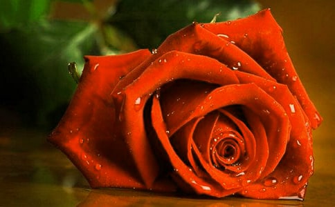 玫瑰花三年级作文