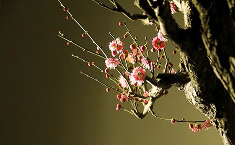 ÷��Сѧ����(��ѡ)