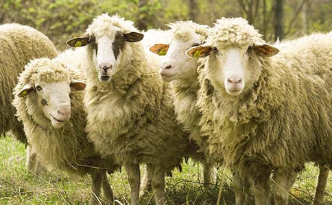 �а��������Խ̰���˭��С����ȥ���