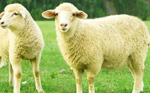 С������̰�����ʶ����