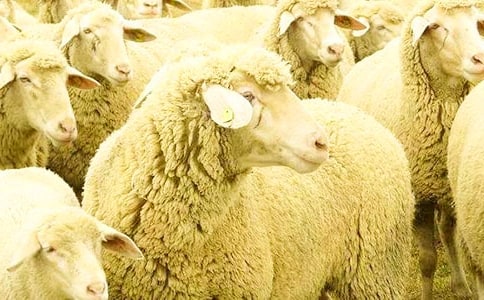 中班综合教案:小绵羊生气了