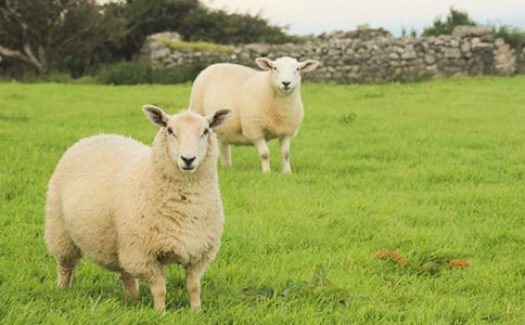 С���ѧ�С�������˽̰�