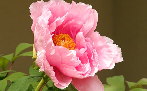 ��ѡĵ����Сѧ����300��3ƪ