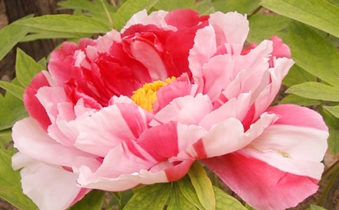 �������롶ĵ��ͤ��