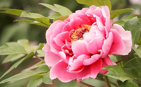 ĵ����Сѧ����