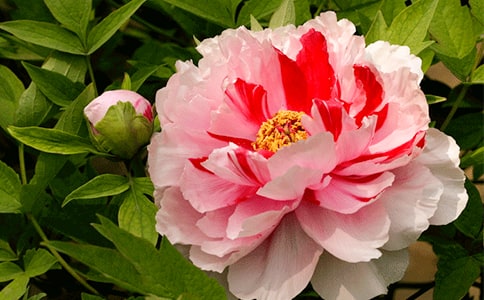 Сѧ�����ģ�ĵ����