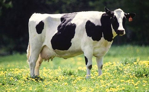 《安恩和奶牛》教案 (苏教版七年级上册)