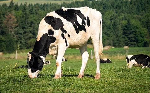 ��������ţ(�ս̰����꼶����) �̰���ѧ���