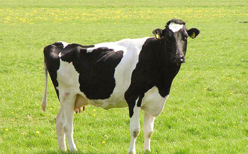 ����������ţ����ѧ��� (�ս̰����꼶�ϲ�)