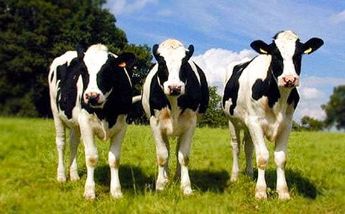 奶牛买卖协议