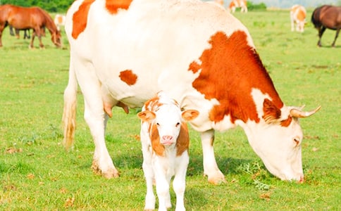 ��������ţ �̰���ѧ���(�ս̰����꼶�ϲ�)