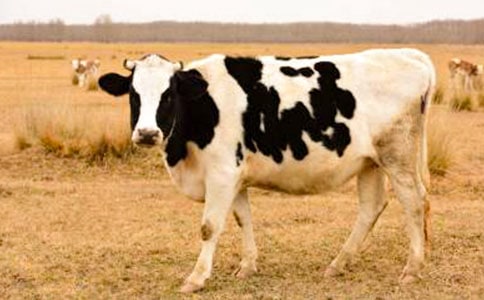 ���������콭���ڡ���������ţ�����֮�Ƚ� (�ս̰����꼶)