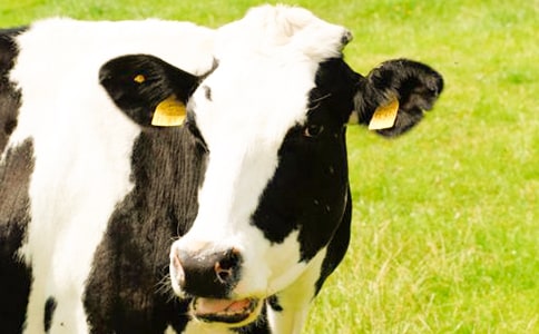 安恩和奶牛 教案教学设计