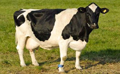 奶牛场实习报告