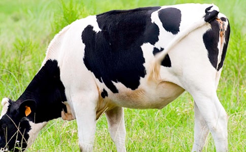 ��������ţ �̰���ѧ���(�ս̰����꼶�ϲ�)