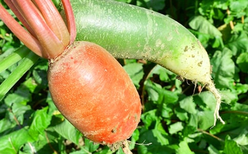 农家乐合作协议