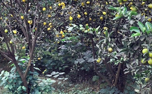 ũ���ֹ����ƻ�