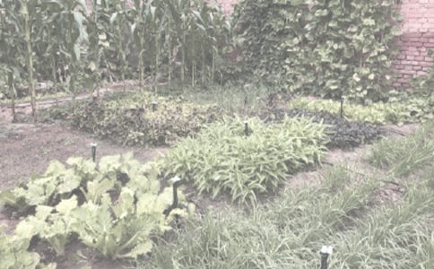 买卖农作物种子合同