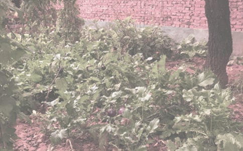 吉林农作物种子代销合同