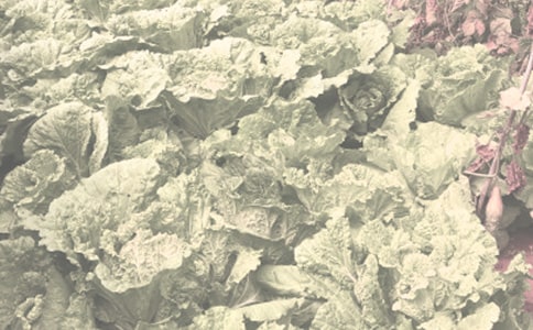 农作物生产资料买卖合同