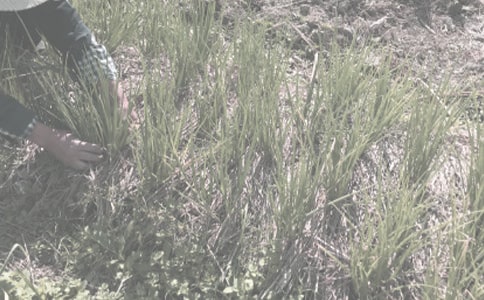 地方农作物种子代加工合同书