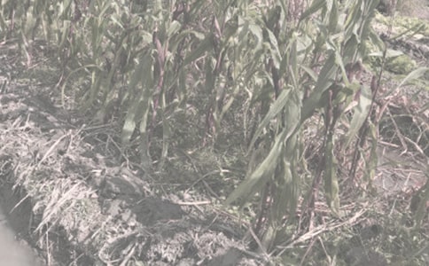 农作物种子代加工合同2篇