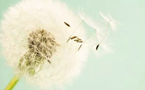 蒲公英小学作文400字合集十篇