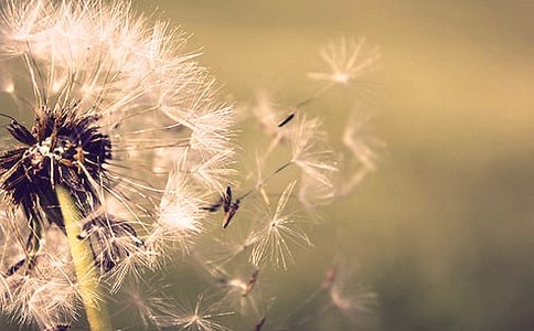 ����ѡ���ѹ�ӢСѧ���Ľ�����ƪ