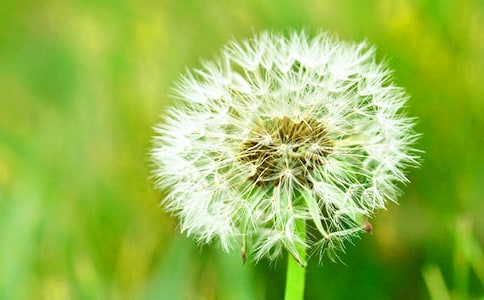 蒲公英小学作文400字汇总7篇