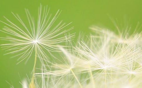 实用的蒲公英小学作文汇编7篇